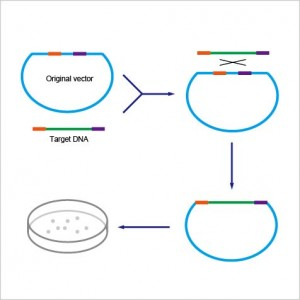 ExSembly™ One Step Cloning Kit (10 rxns)