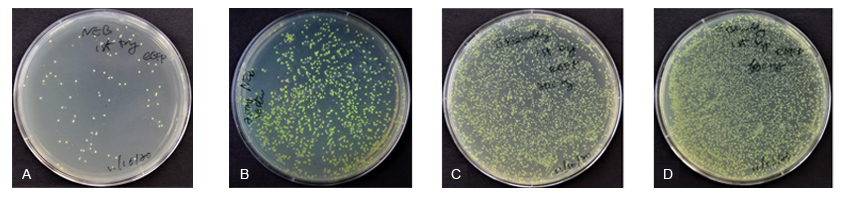 ExSembly Cloning Kit 2
