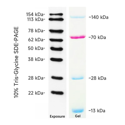 WB Protein Marker 12 154kDa