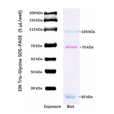 WB Protein Marker 30 209kDa