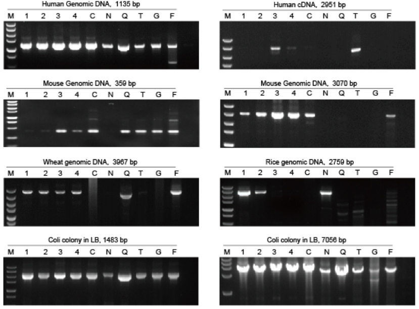 2× LiTaq™ Plus PCR Master Mix (-Dye) (50 ml) Pcr Master Mix 1