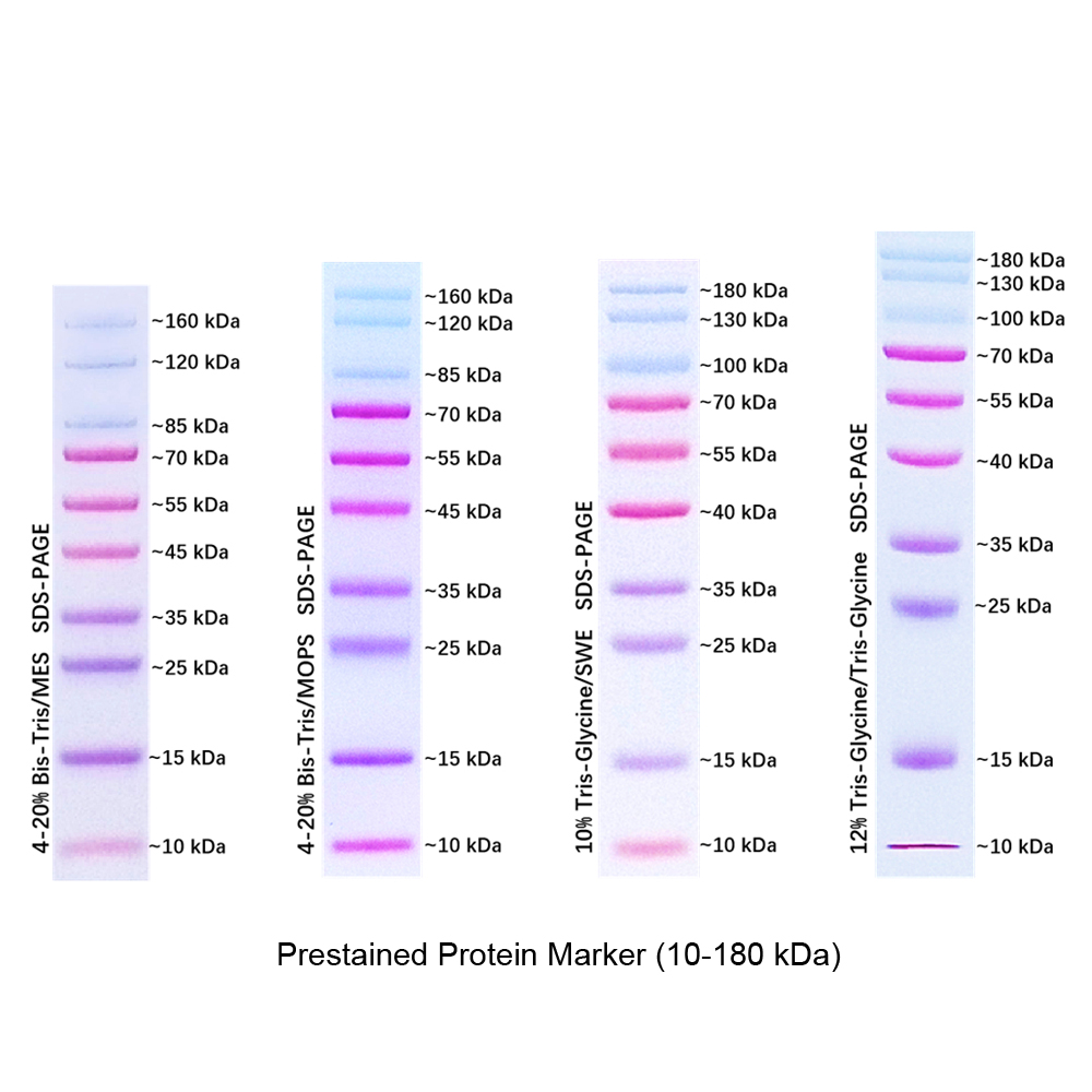 Protien Ladder 10 180kDa