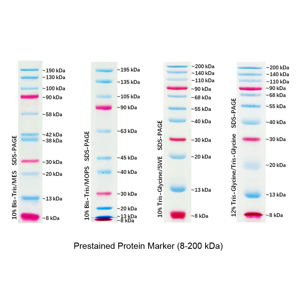 Protien Ladder 8 200kDa
