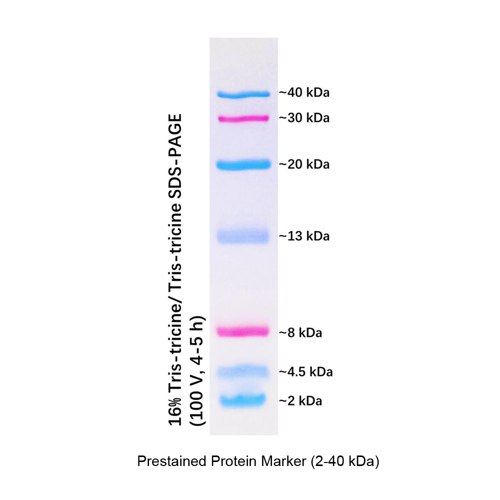 Protien Marker 2 40kDa