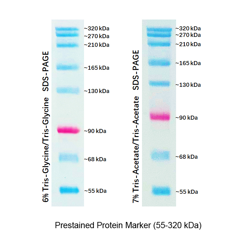 Protien Marker 55 320kDa