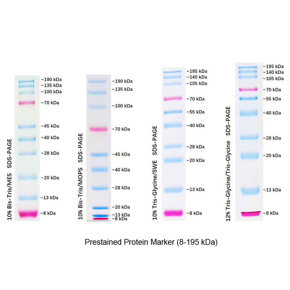 Protien Marker 8 195kDa