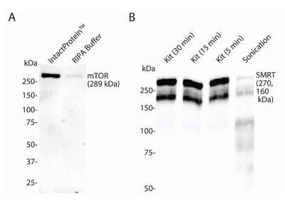 Ripa Lysis Buffer
