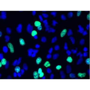 LiFluor™ 647 EdU Imaging Kit (50 rxns)