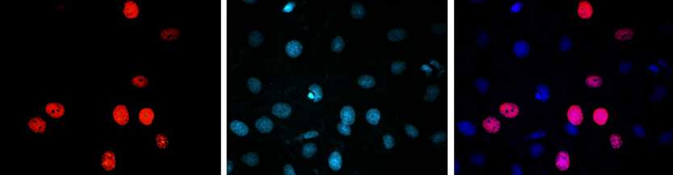 Cell Proliferation Assay Kits 21
