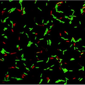 LiFluor™ Bacterial Viability Kit (1000 rxns)