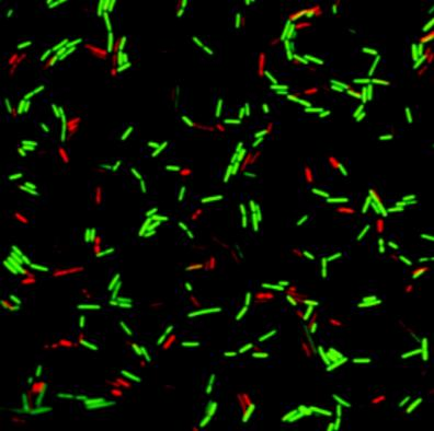 Cell Proliferation Assay Kits 35