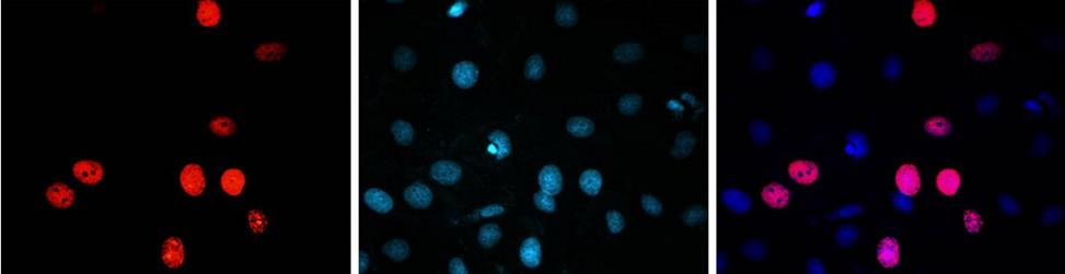 Cell Proliferation Assay Kits 6