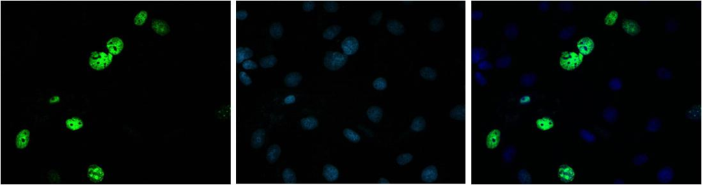 LiFluor™ 488 EU Imaging Kit (50 rxns) Cell Proliferation Assay Kits 7 1024x271