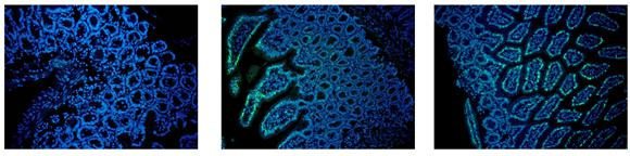 LiFluor™ 488 EU Imaging Kit (50 rxns) Cell Proliferation Assay Kits 9