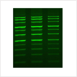 LiGreen™ Loading Dye (2 ml)