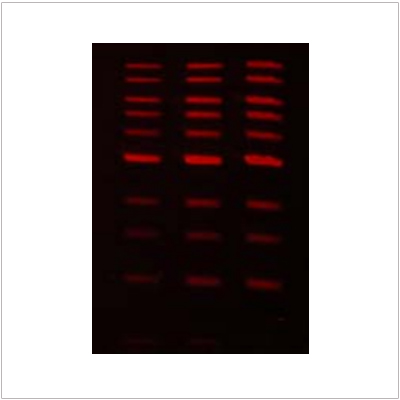 ligreen™ red dna gel stain (500 µl) ligreen™ red dna gel stain (500 µl)