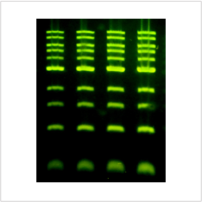 ligreen™ ultra nucleic acid gel stain (500 μl) ligreen™ ultra nucleic acid gel stain (500 μl)