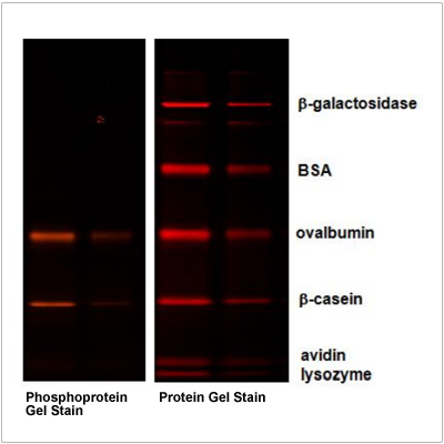 Phosphoprotein-Gel-Stain-400x400 Phosphoprotein Destain Solution (2×500 ml)