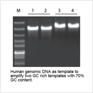 litaq™ ultra hifi dna polymerase (500 u)